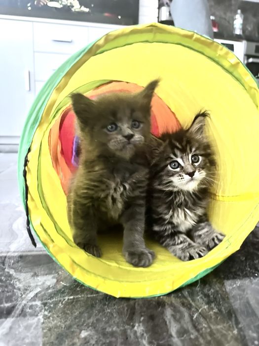 Котята Мейн кун из проф питомника
