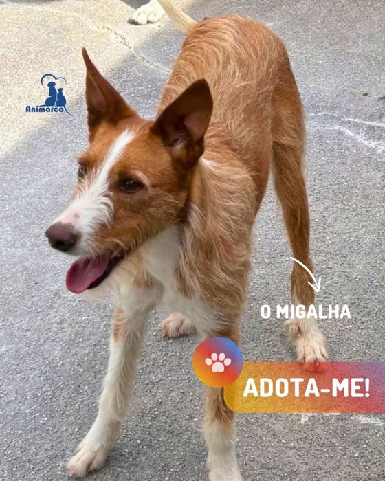O Migalha - podengo cao de porte medio