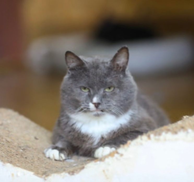 3 года, Кутузов, пушистый котенок, мальчик