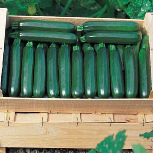 Насіння Кабачка АНІСА F1 ANISA F1 Семена Кабачка