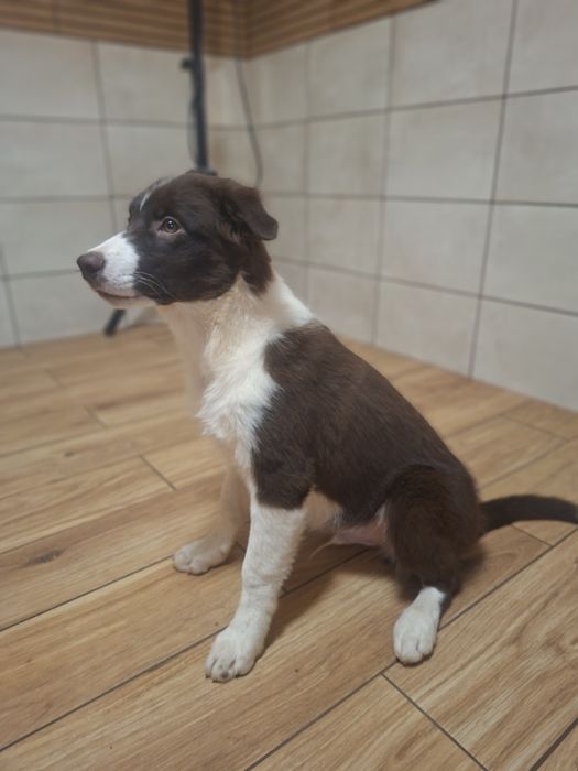 Border Collie piesek szczeniak brązowo-biały:-)