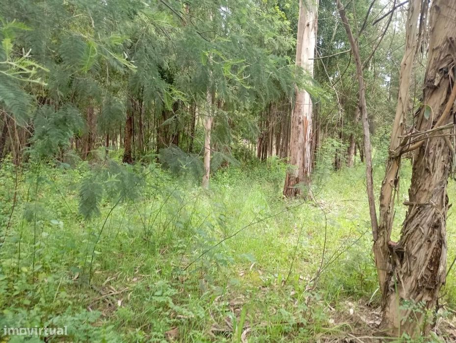 Terreno  com moinho, na rota dos mionhos em Ouca – Vagos