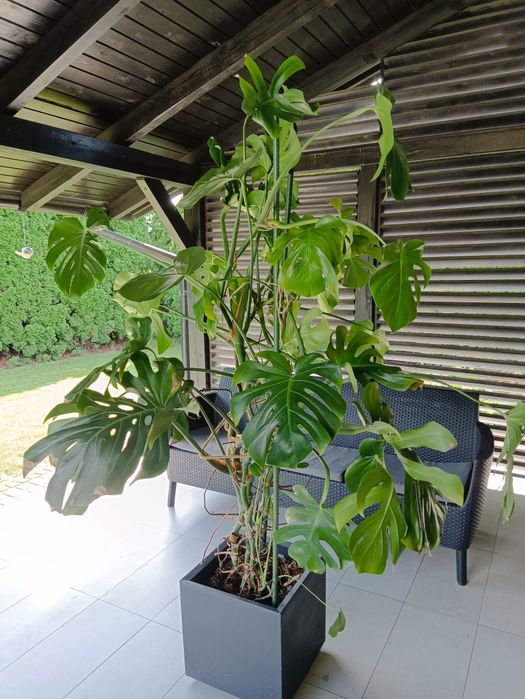 Monstera - duży kwiat