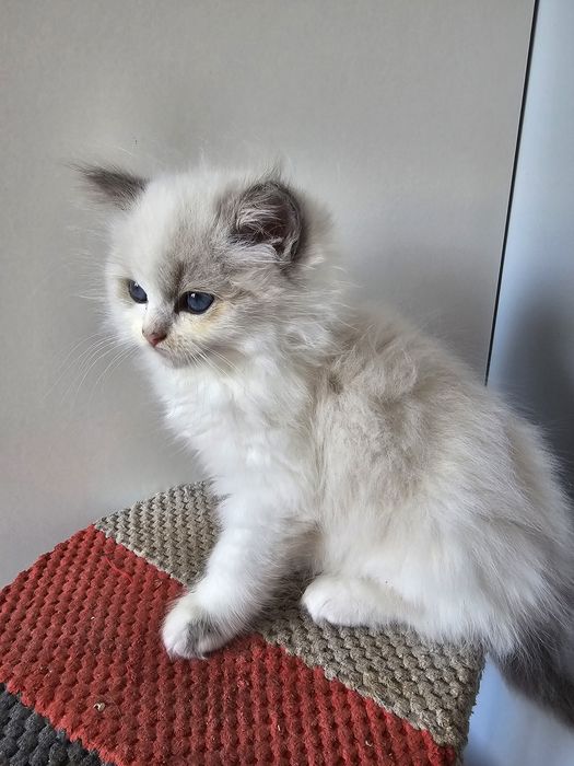 Dziewczynka blue bicolour