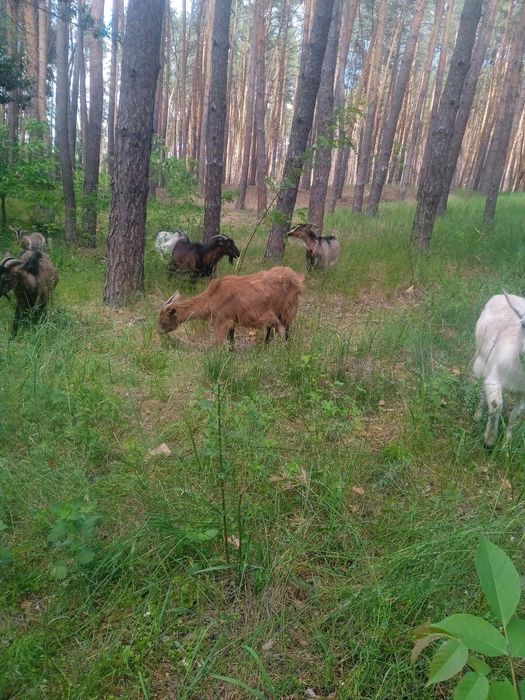 Продам дойні кози