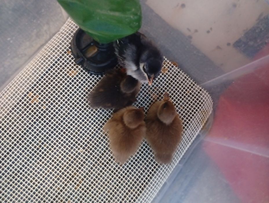 Patos reais  bebés