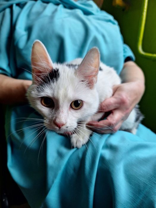 Стерилизованная чёрно-белая котенок девочка ищет дом! Котята в хорошие