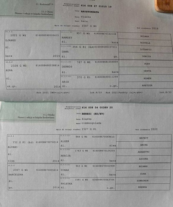 Klacz śląska z 2025