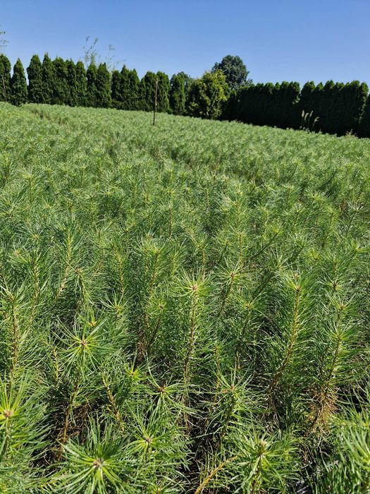 podkładka sosna sylvestris, omorika,nordmandiana