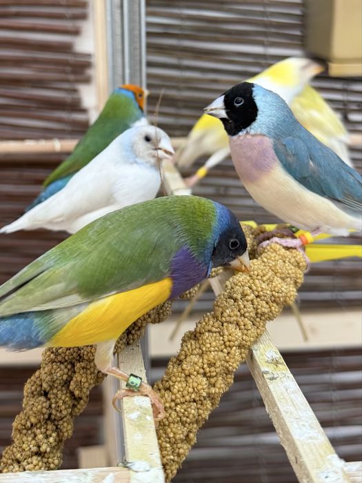 Diamantes de Gould