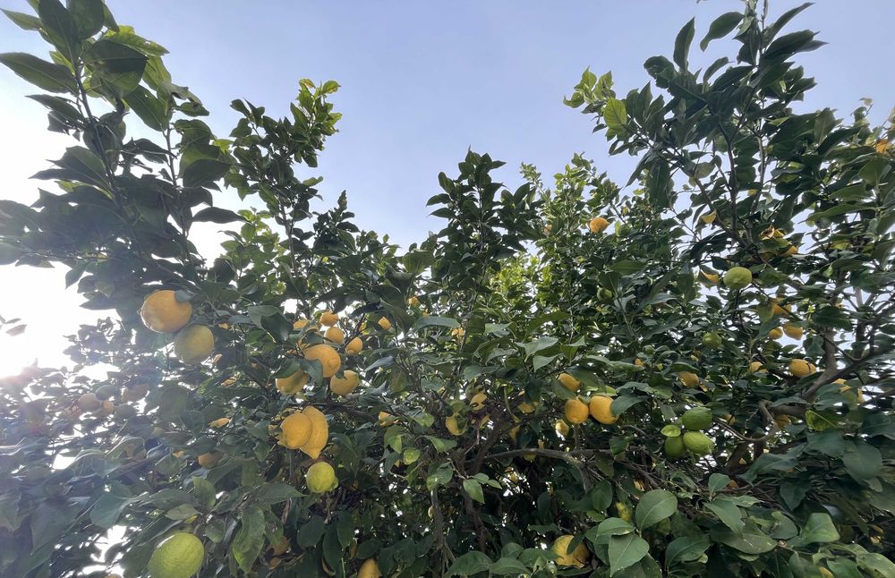 Limões Biológicos