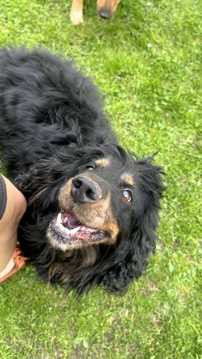 Czarek w typie Spaniela do adopcji