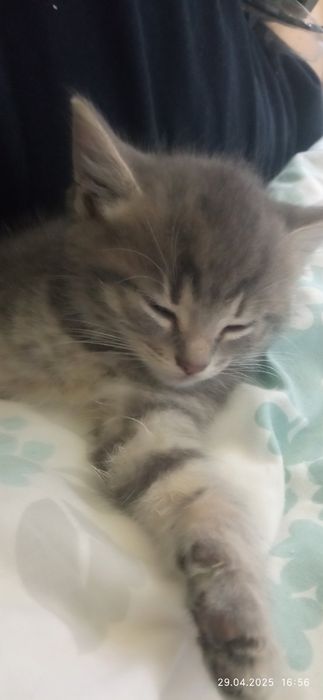 Котик чудовий тигровий