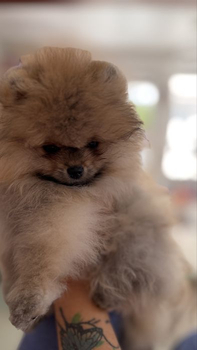 Sprzedam pomeraniana