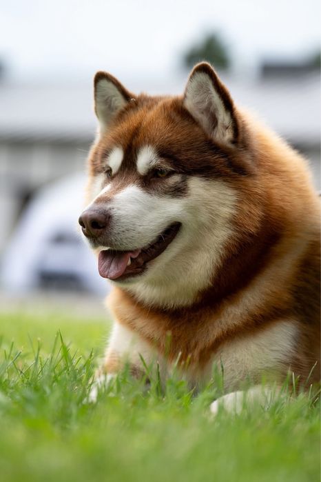 Zapowiedź miotu Alaskan Malamute – Sassenach of Joniec FCI