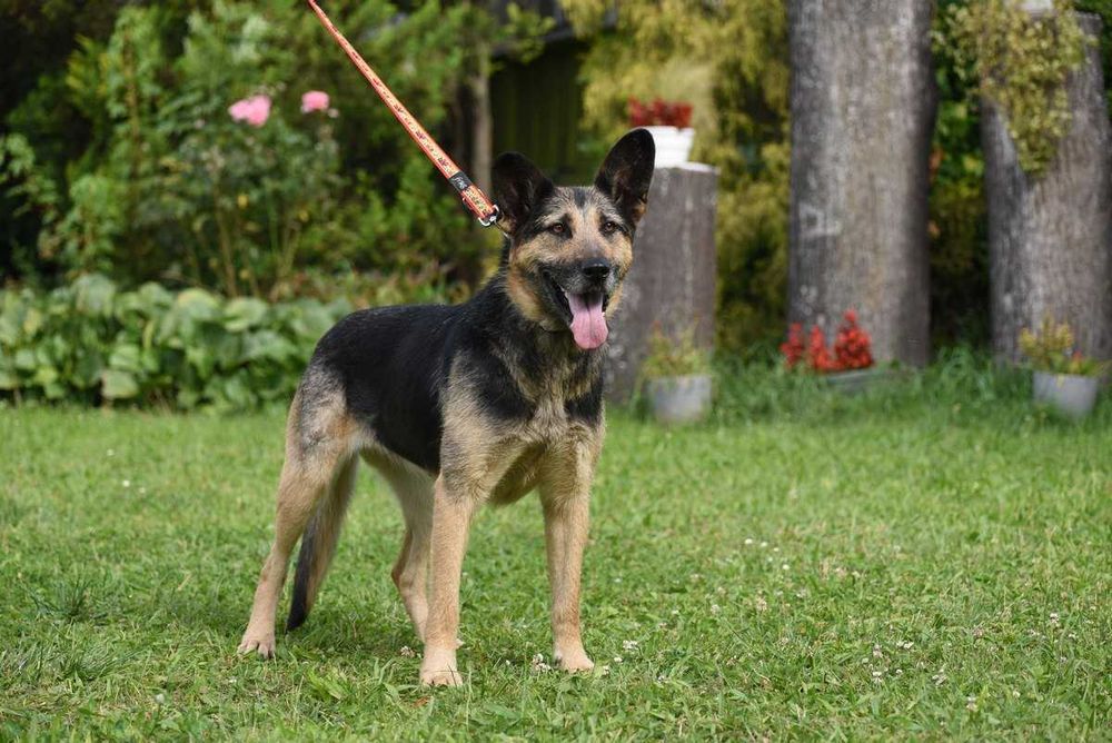 Korba - suczka w typie owczarka szuka domu