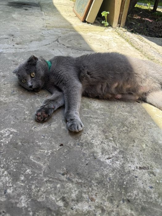 Британские котята