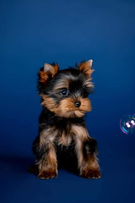 Професійний розплідник пропонує