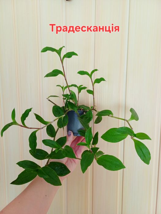 Традесканція- корисна і гарна рослина