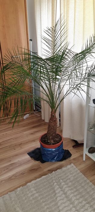 Oddam palmę za karmę dla kota