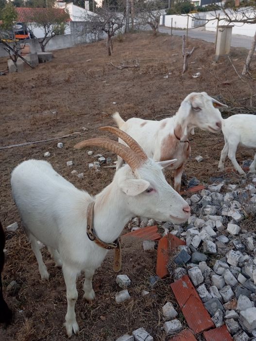 Cabras boer e cruzadas