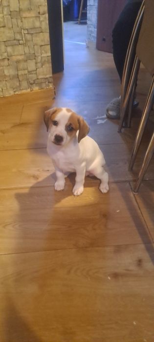 Oddam pieska w dobre ręce