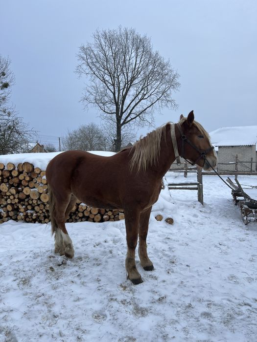 Продаєця молодий робочий жеребець з великіх коней