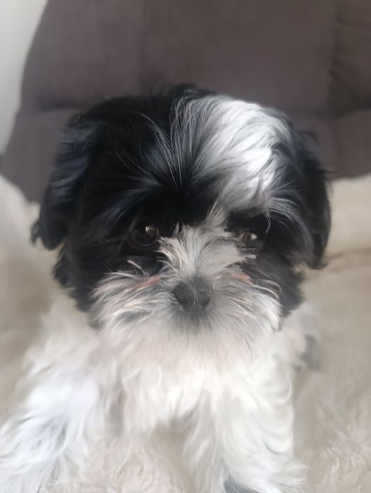 Shih tzu szczeniak