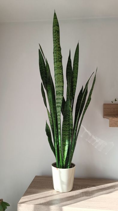 Sanseviera 85 cm