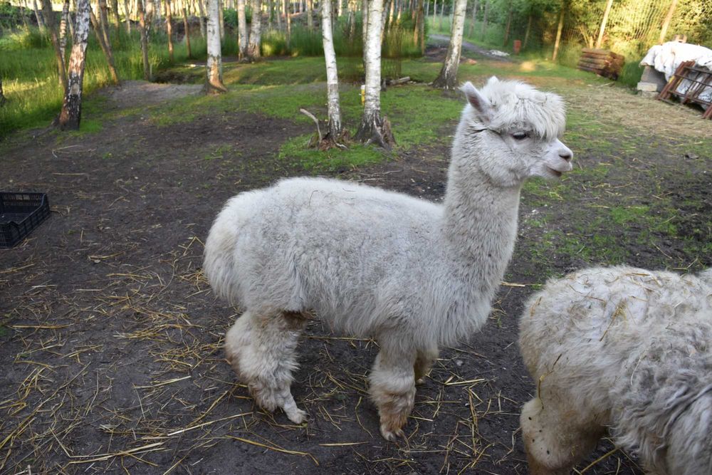 Wełna z alpak runo sprzedam cały big bag około 65kg