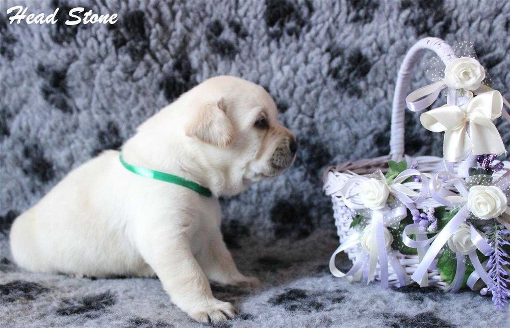 КСУ Лабрадор ретривер