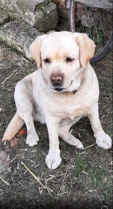 дівчинка безкоштовно