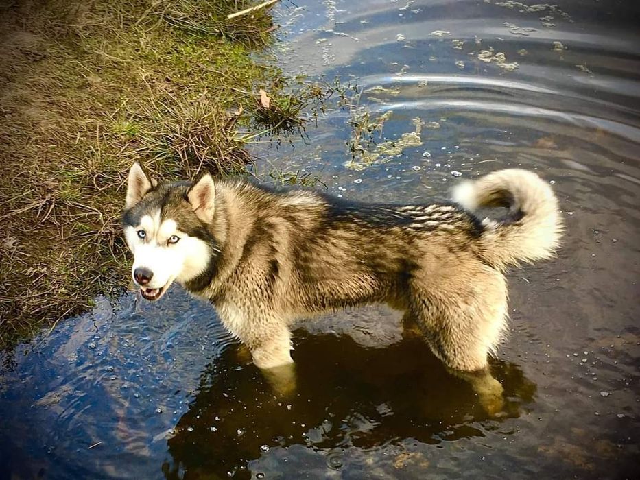 Чистокровний  Хаскі Для в'язки