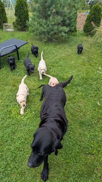 Labrador retriever suczka z rodowodem GOTOWA DO ODBIORU
