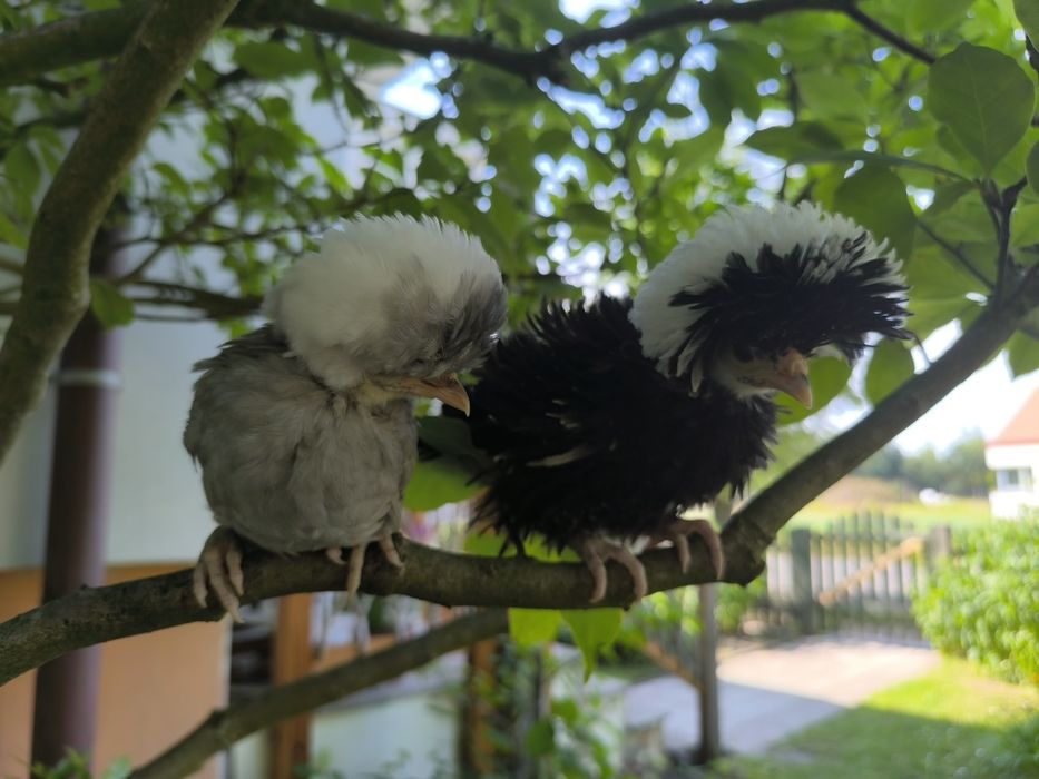 Jaja lęgowe rasy Białoczub Holenderski 
Białoczub holen