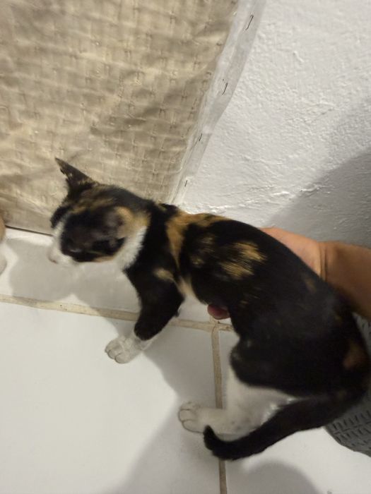 Gatos para adoção responsável