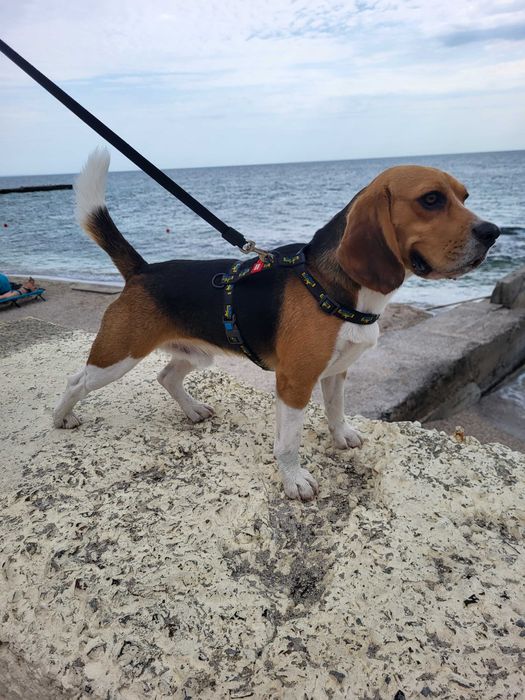 Бігль для в'язки Прилуки