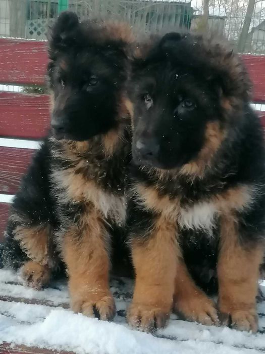 Owczarek niemiecki szczeniak pies