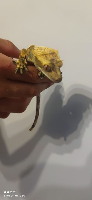 Gekony orzęsione + terrarium