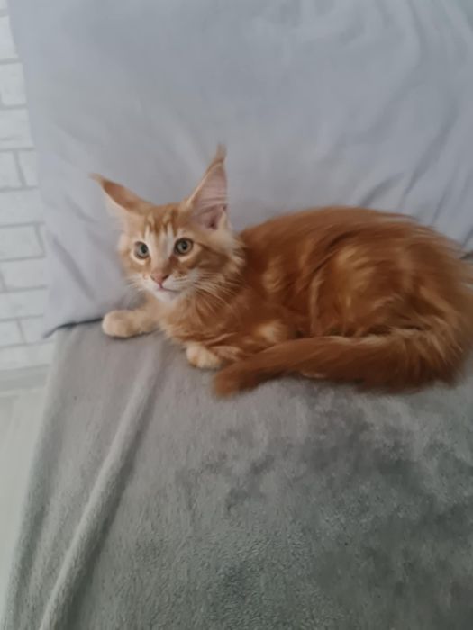 kociaki maine coon