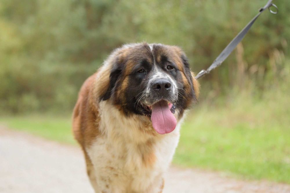 QUEEN - cudowna dama w typie bernardyna