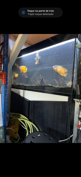 Aquario 390lt 130x50x60