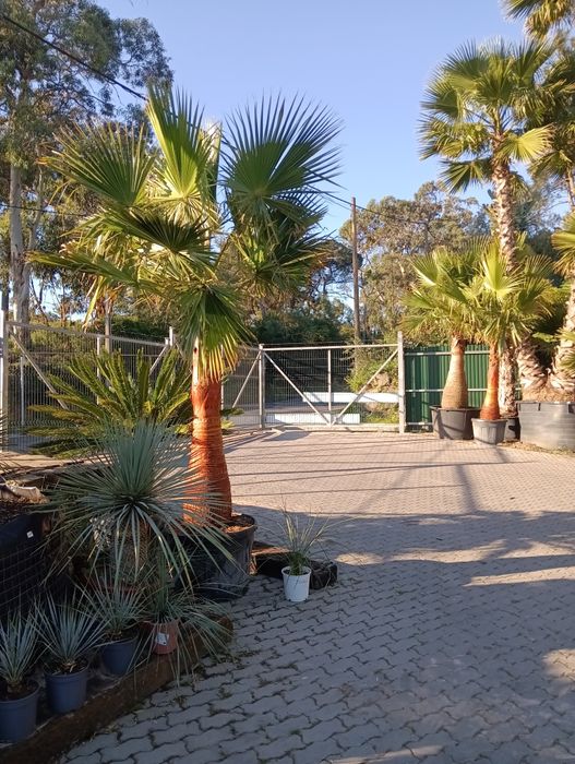 Palmeiras, tropical para jardim