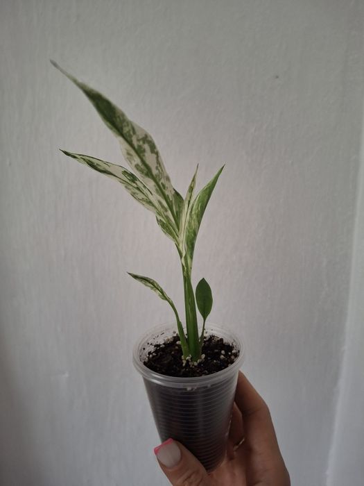 Спатифілум Нью Ван