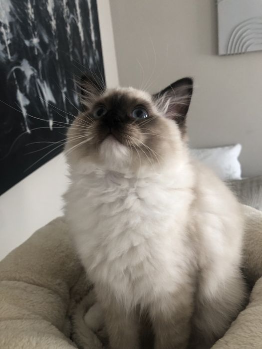 ZYTA Ragdoll  kotka rezerwacja