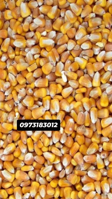 Кукурудза 7,5 грн