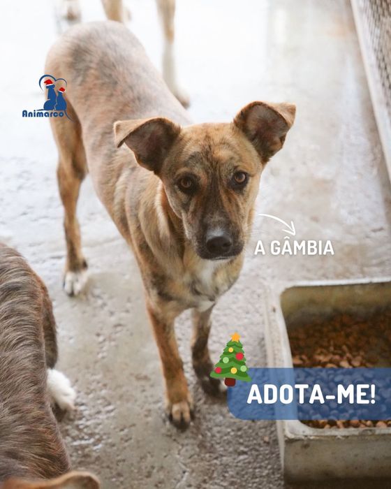 Gambia - cadela jovem de porte medio