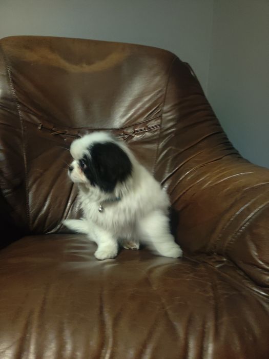 Japan Chin szczeniak