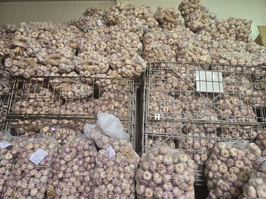 Czosnek polski do sadzenia HARNAŚ 5,5-6cm 100sztuk 

Cz