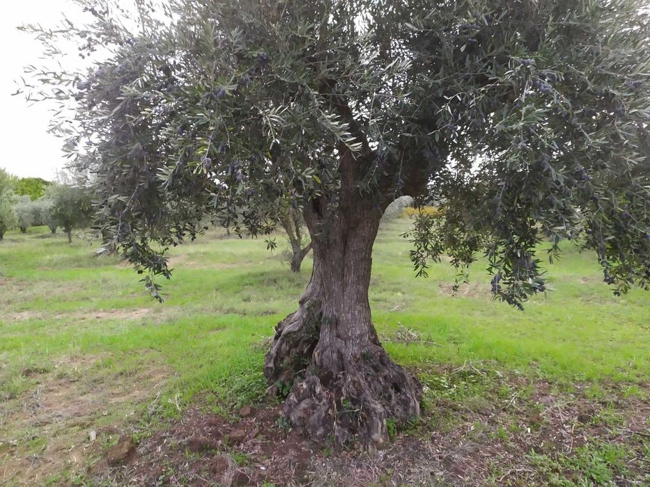 Oliveiras centenárias para venda